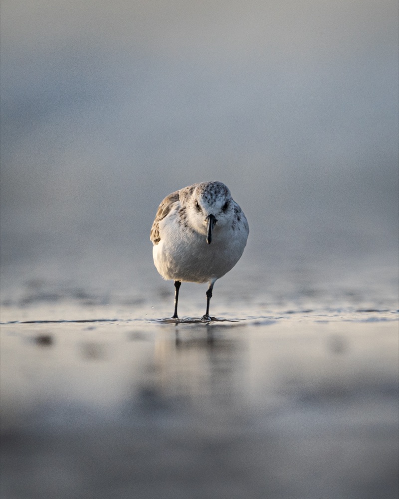 Einzelner Strandläufer im weichen Morgenlicht
